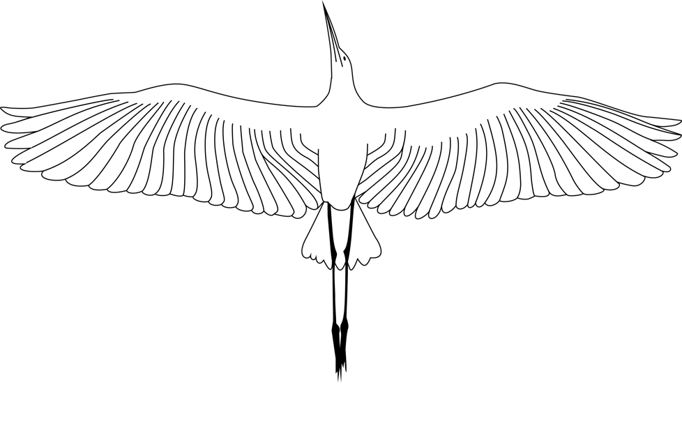 Third Wing Photo And Video Productions - Eagle (978x624), Png Download