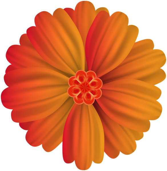 0, - Barberton Daisy (585x600), Png Download