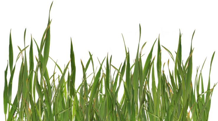 Grass Png (740x440), Png Download