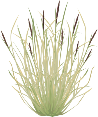 Ian Symbol Pennisetum Cilaire - Sweet Grass (337x400), Png Download
