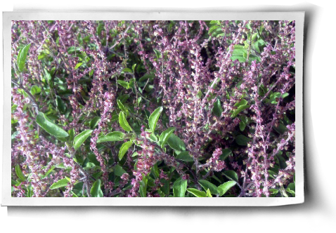 Holy Basil For Stress Reduction & More (with Growing - Holy Basil (500x344), Png Download