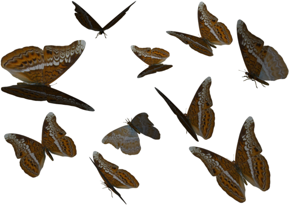 Butterflies Swarm Png Admiral Clipart By Clipart - Png Transparent Buterfly Clipart (600x420), Png Download