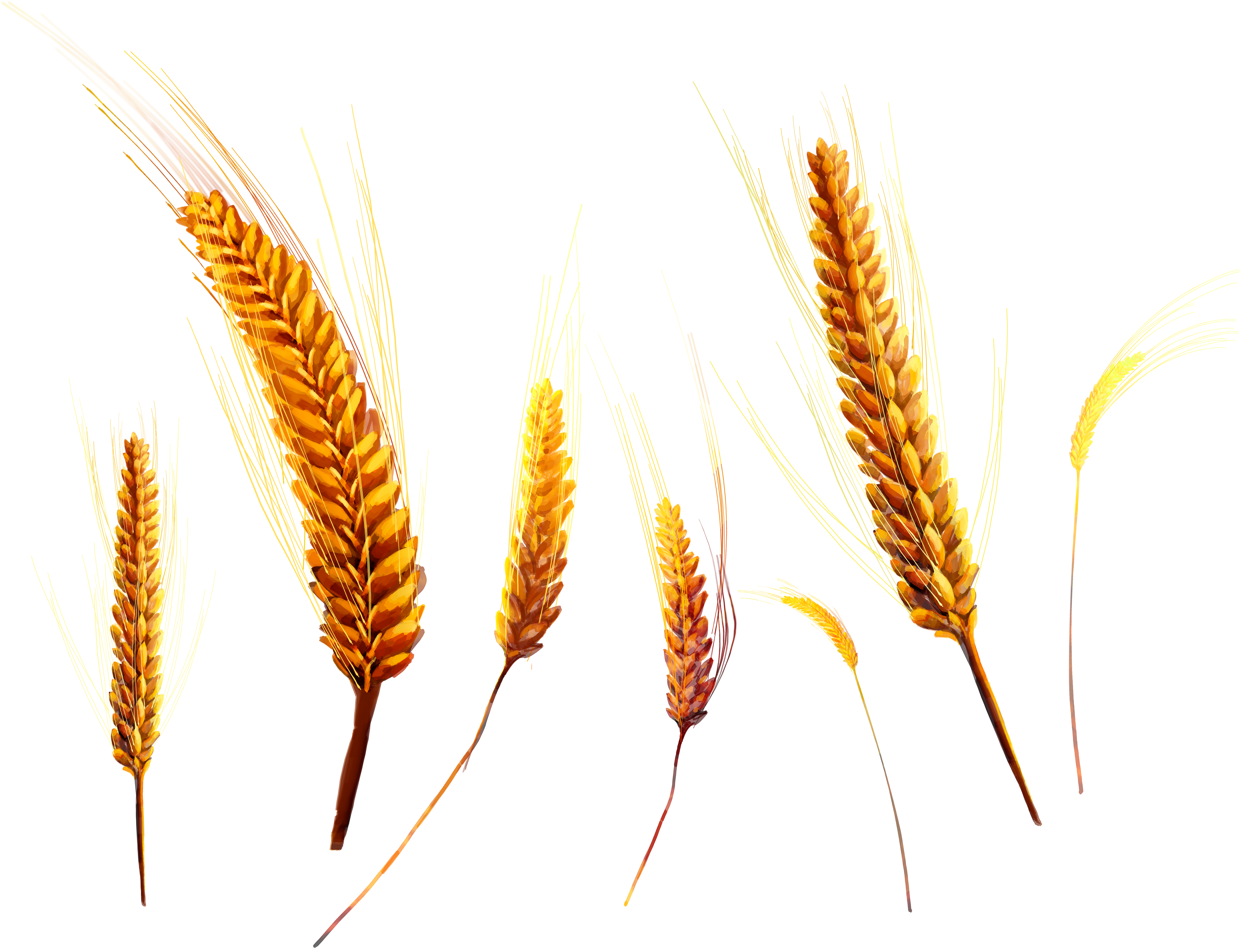 Wheat Png - Iphone 7 Plus Screen Protector [original Color] [full (6238x4789), Png Download