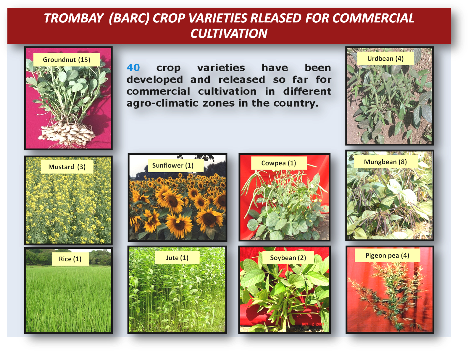 Trombay Crop Varieties Released For Commercial Cultivation - Atomic Energy In Agriculture (1599x1213), Png Download