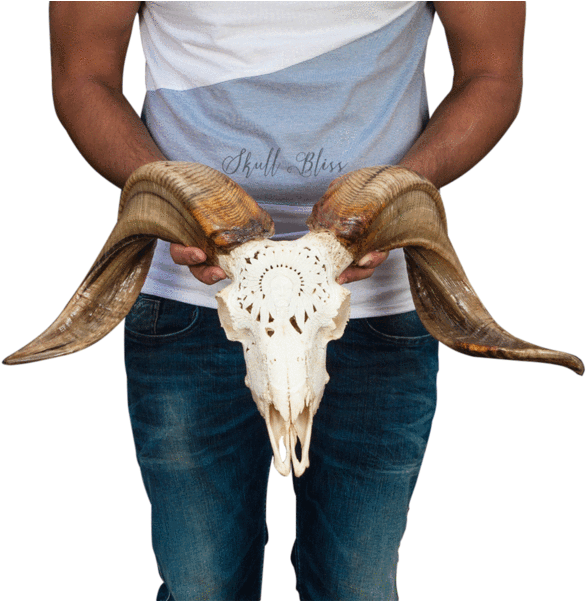 Carved Ram Skull - Skull (600x600), Png Download