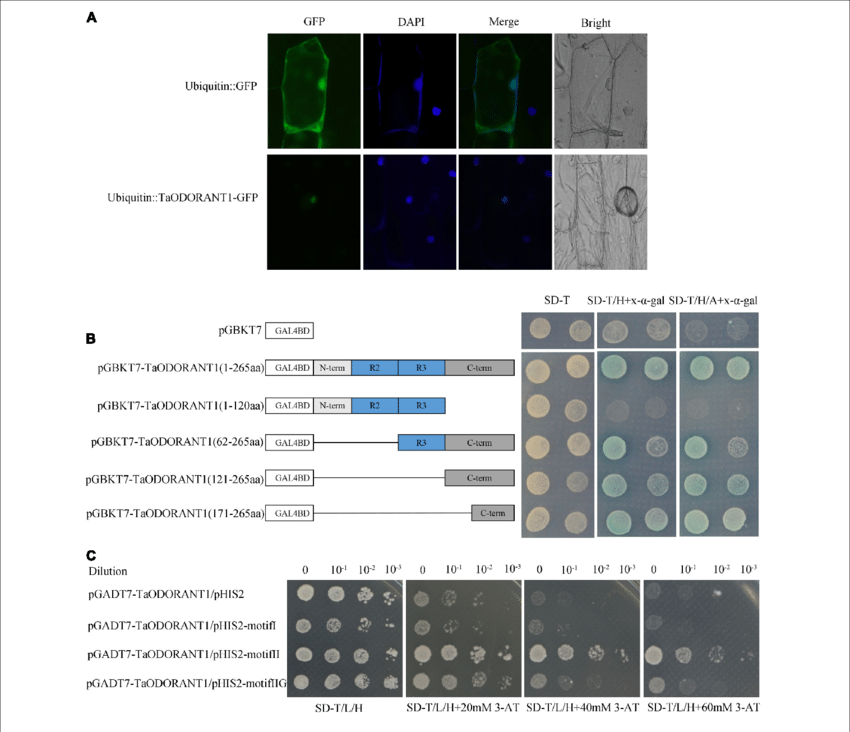 Recombinant Vector Ubiqutin - Subcellular Localization (850x732), Png Download