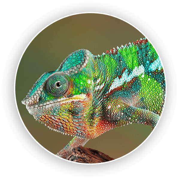 Home Slide3 Zoom - Chameleon In A Tree (598x598), Png Download
