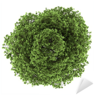Top View Of Chestnut Tree Isolated On White Background - Top View Tree Free (400x400), Png Download