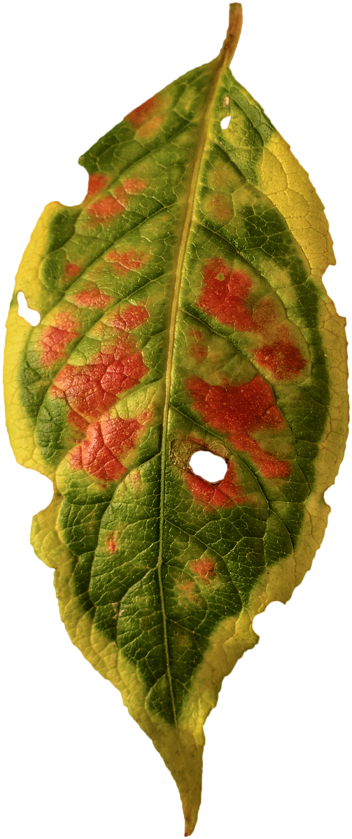Foliage Leaf,fall Color,isolated - Stock.xchng (716x1280), Png Download