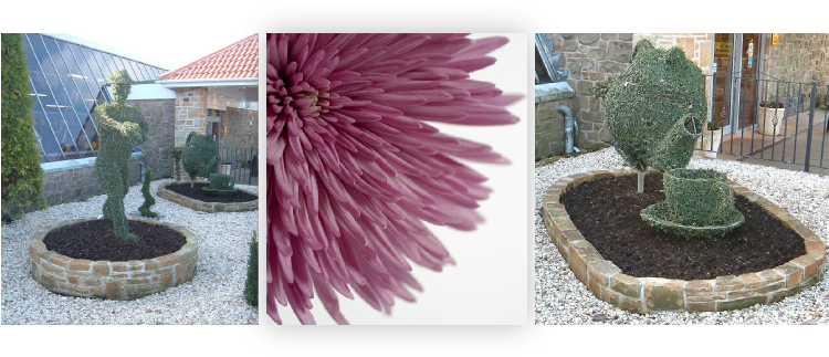 Click This Image To View Our Gallery - Chrysanths (749x342), Png Download