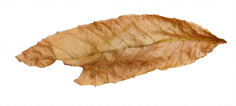 আলোক সরকার ~ বাক্ - Hop Hornbeam (800x360), Png Download
