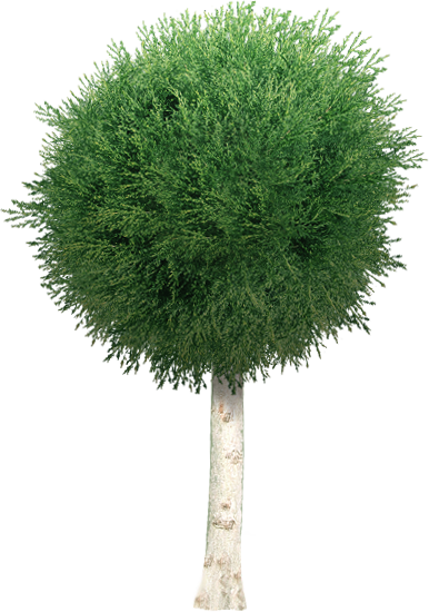 Pin By Niels Weijgers On Graphics - Tree (386x550), Png Download