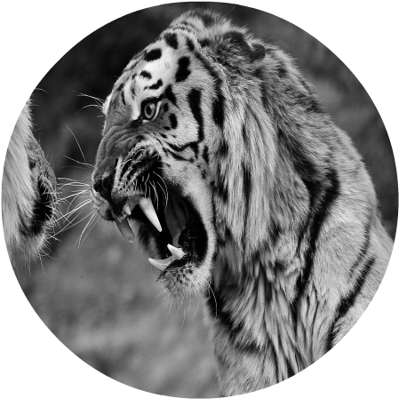 Angry Tigers Images - بين الأسد الأفريقي والنمر الإيطالي [book] (479x479), Png Download