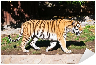 Tiger (400x400), Png Download