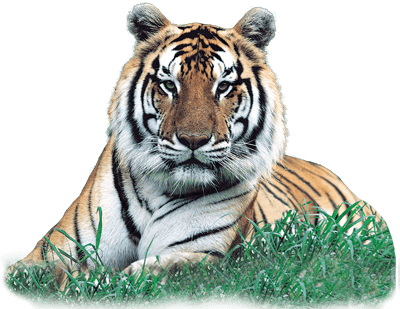 Print The Bengal Tiger Character Card - Little And Large Sticker Activity Book: Animals [book] (400x309), Png Download
