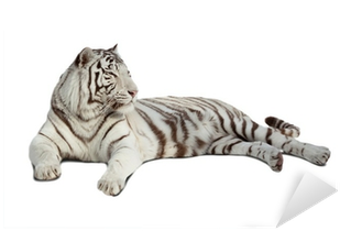 White Tiger Png Lying White Tiger - Tiger (400x400), Png Download