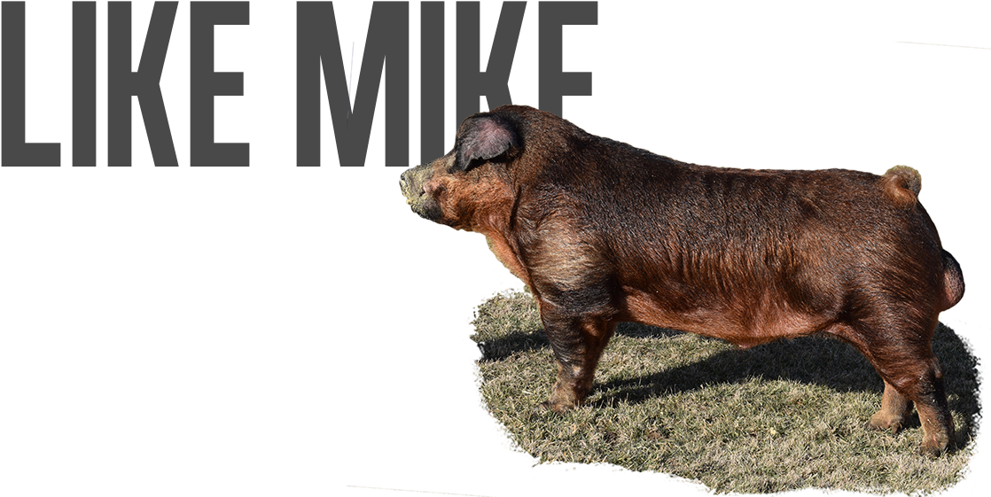 Post Navigation - Livestock (1131x576), Png Download