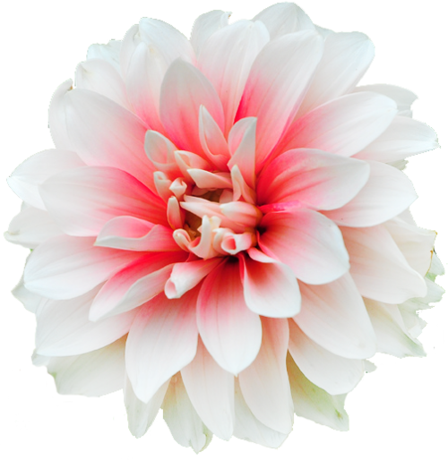Flower - Flores Stickers (500x514), Png Download