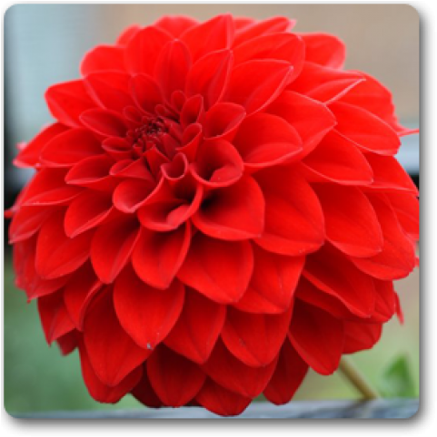 Dahlia (650x489), Png Download