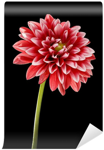 Toshiba L2 Series 50l2436db - 50" Led Tv - 1080p - (400x400), Png Download