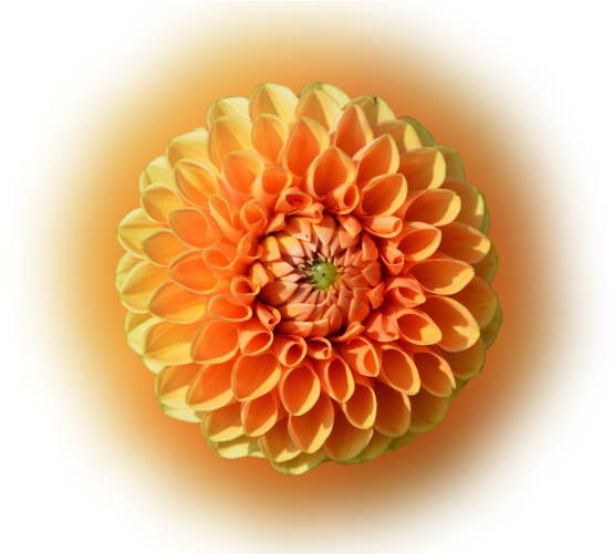 Color Palette Ideas From Flower Orange Dahlia Image - Dahlia (700x500), Png Download