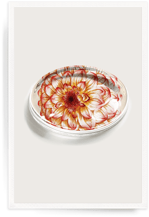 Gerbera (320x450), Png Download