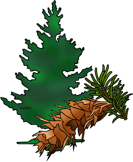Douglas Fir Cliparts - Clip Art (547x648), Png Download
