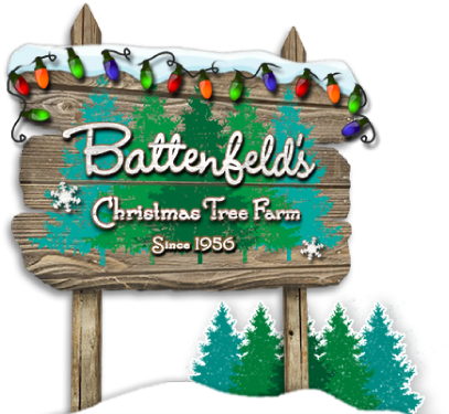 Colorado Spruce (570x383), Png Download