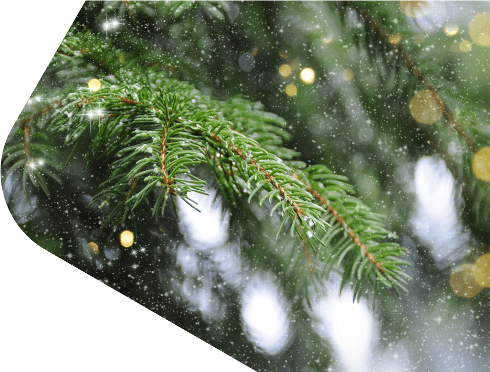 Conoce Más - Tree (1000x738), Png Download