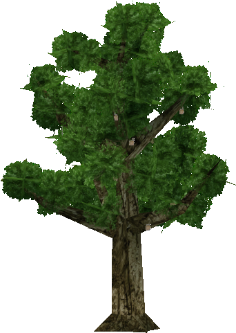 Sapodilla Tree - Oak (480x480), Png Download