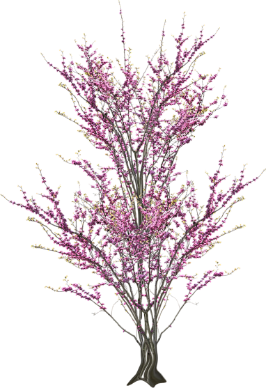 Tp Blossom 02 Tp Blossomdeco 01 Tp Blossomtree - Scrap (382x557), Png Download