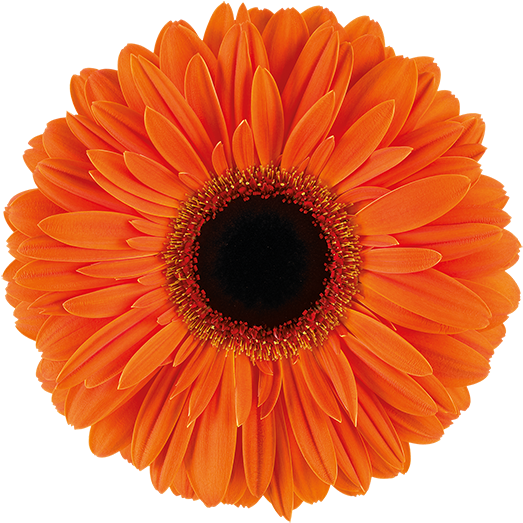 Flower Type - Single - Adhesive Tape (600x600), Png Download