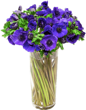 Vase Of Purple Anemones - Anemone (400x400), Png Download