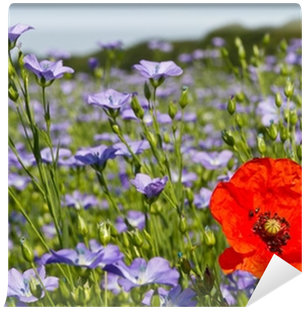 Single Poppy In A Field Of Blue Linseed Flowers Wall - Stock Photography (400x400), Png Download