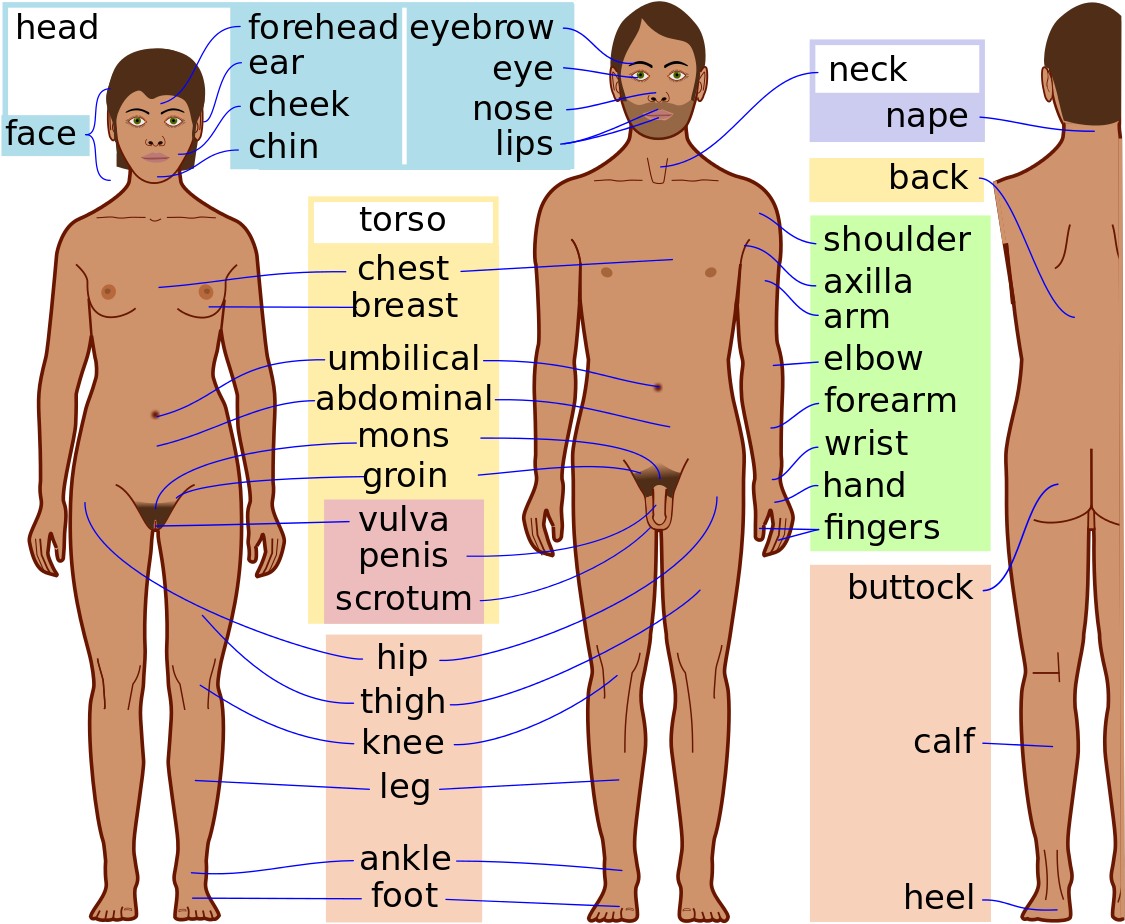 Human Body Parts Name (1200x1001), Png Download