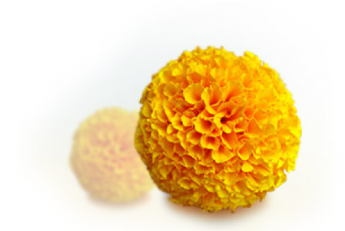 Yellow Marigolds (500x554), Png Download