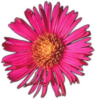 Flowers - Letter (500x400), Png Download