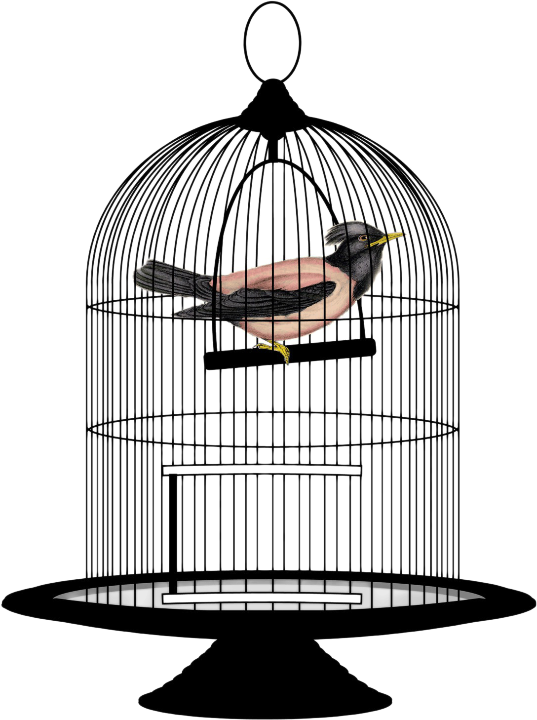 Caged Bird Png Free Download - Bird In Cage Png (1537x1662), Png Download