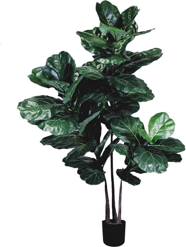 Silk Trees - Houseplant (753x998), Png Download