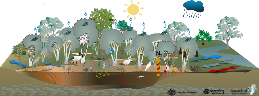 Coastal And Subcoastal Floodplain Tree Swamp Melaleuca - Wetland Habitat (900x335), Png Download