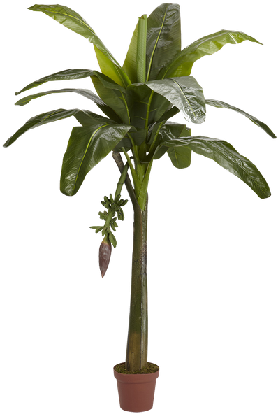 Banana Tree (600x600), Png Download
