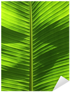 香蕉 树 的 叶子 (400x400), Png Download