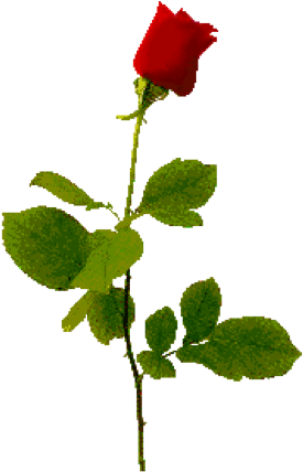 Flowers - Long Stem Red Rose (294x427), Png Download
