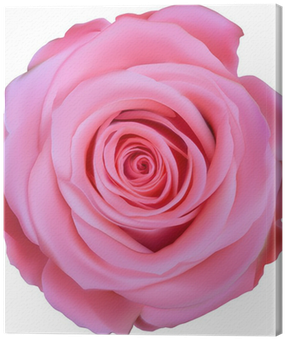 Single Pink Rose Top View Illustration Canvas Print - Pink Rose Top View (400x400), Png Download