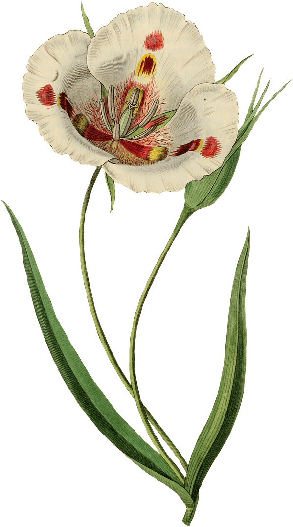 Open White Tulip Drawing - Giclee Painting: Drake's Butterfly Mariposa Lily, Calochortus (770x1280), Png Download