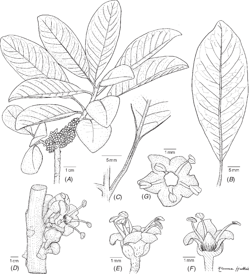 Habit, (b) Leaf Showing A Weak Venation, (c) Canaliculate - Flower (850x937), Png Download