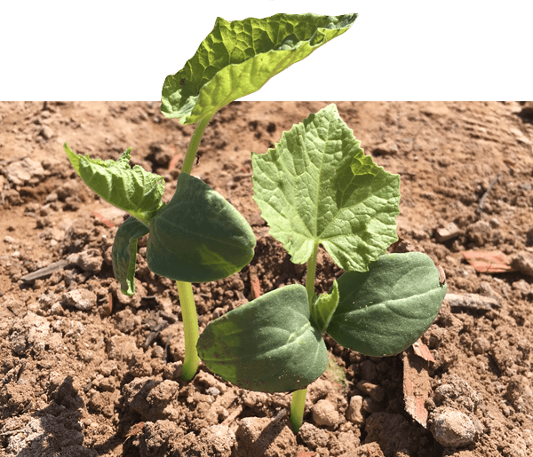 Satisfaction Guarantee - Agriculture (600x515), Png Download