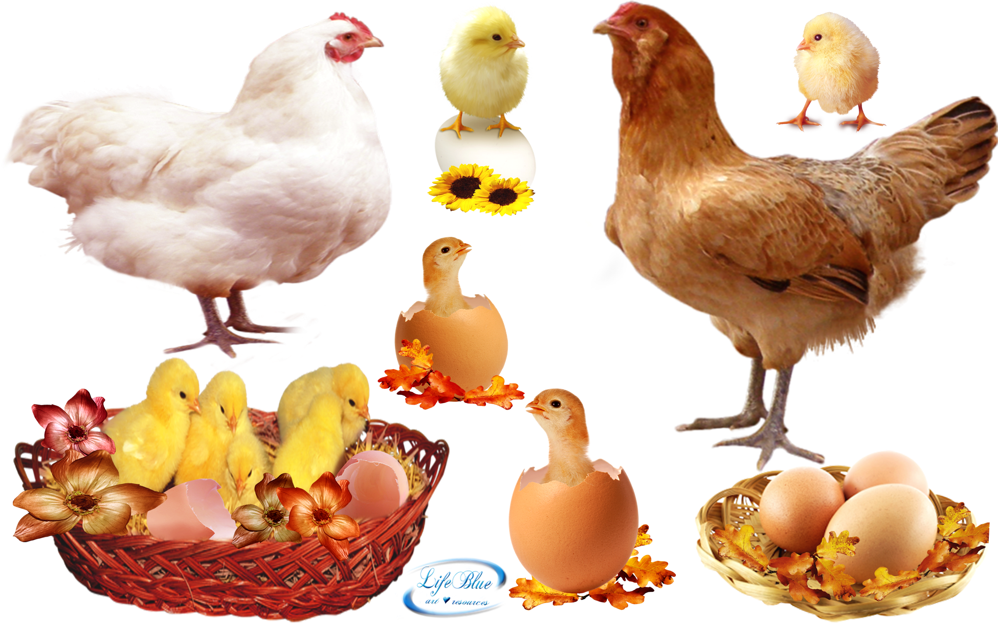 Cute Chicks - Png - Food (1950x1250), Png Download