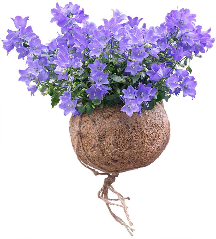Care Spring Bell® - Campanula Png (900x995), Png Download