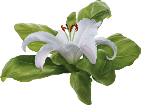 Small Flowers And Large As For Separators Found On - Лилия Белая Пнг (460x345), Png Download